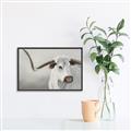 Picture of Cow with Big Horn _GroupedProduct_Rectangle_Landscape_Canvas_Framed_
