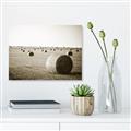 Picture of Hay Bails _GroupedProduct_Rectangle_Landscape_Photography _GroupedProduct_Rectangle_Landscape_Unframed_Print_Only_