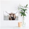 Picture of Bison _GroupedProduct_Rectangle_Landscape_Unframed_Print_Only_