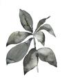 Picture of Black Watercolour Botanical I _GroupedProduct_Rectangle_Portrait_Unframed_Print_Only_