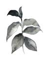 Picture of Black Watercolour Botanical II  _GroupedProduct_Rectangle_Portrait_Unframed_Print_Only_