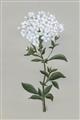 Picture of White flower I  _GroupedProduct_Rectangle_Portrait_Unframed_Print_Only_