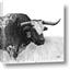 Picture of Sketched Horned Cow
