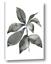 Picture of Black Watercolour Botanical I