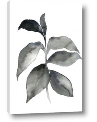 Picture of Black Watercolour Botanical II