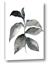 Picture of Black Watercolour Botanical II