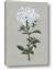Picture of White flower I