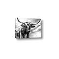 Picture of Longhorn Larry _GroupedProduct_Rectangle_Landscape_Canvas_