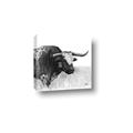 Picture of Sketched Horned Cow _GroupedProduct_Square_Canvas_