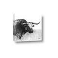 Picture of Sketched Horned Cow _GroupedProduct_Square_Canvas_