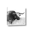 Picture of Sketched Horned Cow _GroupedProduct_Square_Canvas_