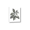 Picture of Black Watercolour Botanical I _GroupedProduct_Rectangle_Portrait_Canvas_