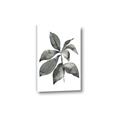 Picture of Black Watercolour Botanical I _GroupedProduct_Rectangle_Portrait_Canvas_