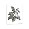 Picture of Black Watercolour Botanical I _GroupedProduct_Rectangle_Portrait_Canvas_