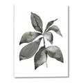 Picture of Black Watercolour Botanical I _GroupedProduct_Rectangle_Portrait_Canvas_