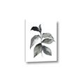 Picture of Black Watercolour Botanical II  _GroupedProduct_Rectangle_Portrait_Canvas_