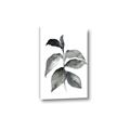 Picture of Black Watercolour Botanical II  _GroupedProduct_Rectangle_Portrait_Canvas_