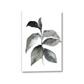 Picture of Black Watercolour Botanical II  _GroupedProduct_Rectangle_Portrait_Canvas_