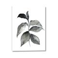Picture of Black Watercolour Botanical II  _GroupedProduct_Rectangle_Portrait_Canvas_