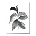 Picture of Black Watercolour Botanical II  _GroupedProduct_Rectangle_Portrait_Canvas_