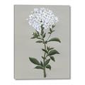 Picture of White flower I  _GroupedProduct_Rectangle_Portrait_Canvas_