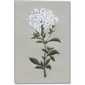 Picture of White flower I  _GroupedProduct_Rectangle_Portrait_Canvas_