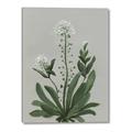 Picture of White flower II  _GroupedProduct_Rectangle_Portrait_Canvas_