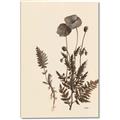 Picture of Vintage Botanical I  _GroupedProduct_Rectangle_Portrait_Canvas_