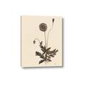 Picture of Vintage Botanical II  _GroupedProduct_Rectangle_Portrait_Canvas_