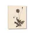 Picture of Vintage Botanical II  _GroupedProduct_Rectangle_Portrait_Canvas_