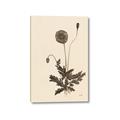 Picture of Vintage Botanical II  _GroupedProduct_Rectangle_Portrait_Canvas_