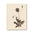Picture of Vintage Botanical II  _GroupedProduct_Rectangle_Portrait_Canvas_