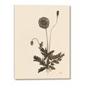 Picture of Vintage Botanical II  _GroupedProduct_Rectangle_Portrait_Canvas_