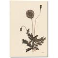 Picture of Vintage Botanical II  _GroupedProduct_Rectangle_Portrait_Canvas_