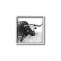 Picture of Sketched Horned Cow _GroupedProduct_Square_Canvas_Framed_
