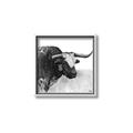 Picture of Sketched Horned Cow _GroupedProduct_Square_Canvas_Framed_