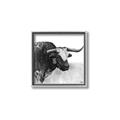 Picture of Sketched Horned Cow _GroupedProduct_Square_Canvas_Framed_