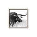 Picture of Sketched Horned Cow _GroupedProduct_Square_Canvas_Framed_