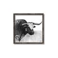 Picture of Sketched Horned Cow _GroupedProduct_Square_Canvas_Framed_