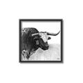 Picture of Sketched Horned Cow _GroupedProduct_Square_Canvas_Framed_