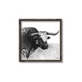 Picture of Sketched Horned Cow _GroupedProduct_Square_Canvas_Framed_