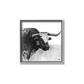 Picture of Sketched Horned Cow _GroupedProduct_Square_Canvas_Framed_