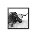 Picture of Sketched Horned Cow _GroupedProduct_Square_Canvas_Framed_