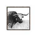Picture of Sketched Horned Cow _GroupedProduct_Square_Canvas_Framed_