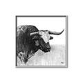 Picture of Sketched Horned Cow _GroupedProduct_Square_Canvas_Framed_