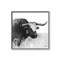 Picture of Sketched Horned Cow _GroupedProduct_Square_Canvas_Framed_