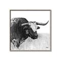Picture of Sketched Horned Cow _GroupedProduct_Square_Canvas_Framed_