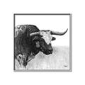 Picture of Sketched Horned Cow _GroupedProduct_Square_Canvas_Framed_