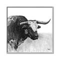 Picture of Sketched Horned Cow _GroupedProduct_Square_Canvas_Framed_