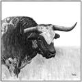 Picture of Sketched Horned Cow _GroupedProduct_Square_Canvas_Framed_